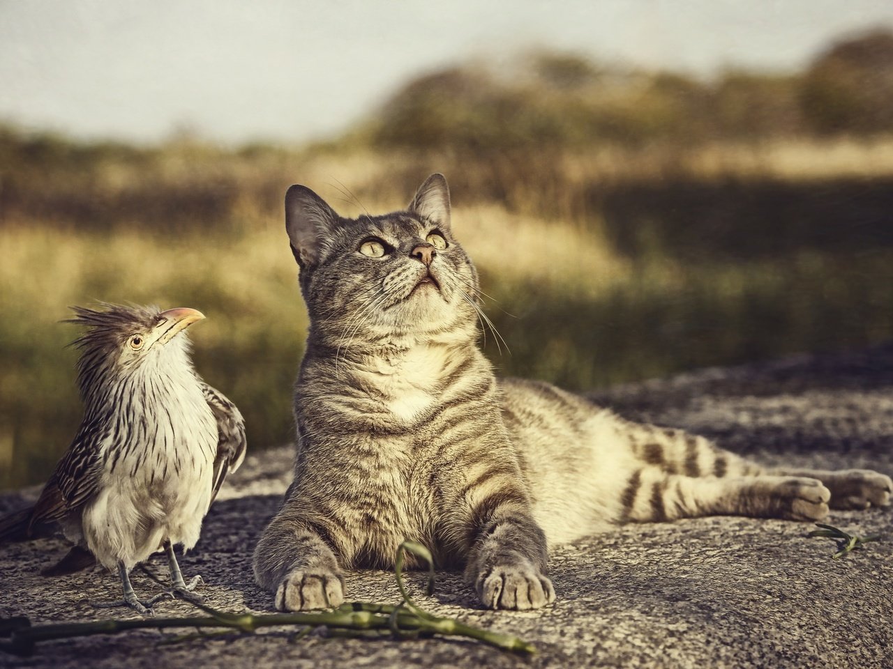 Обои природа, кот, кошка, птица, любопытство, птичка, nature, cat, bird, curiosity разрешение 2048x1365 Загрузить