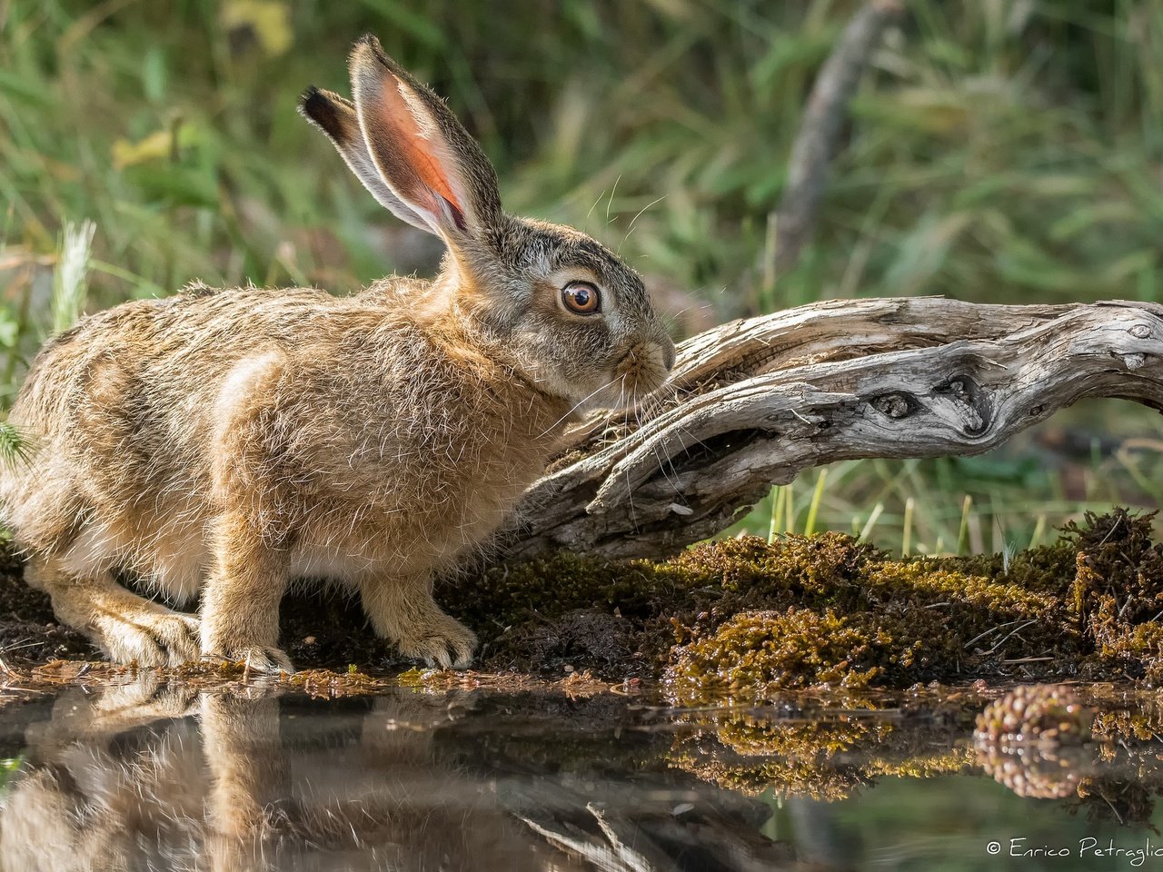 Обои природа, мордочка, взгляд, кролик, уши, заяц, милый, nature, muzzle, look, rabbit, ears, hare, cute разрешение 2048x1366 Загрузить