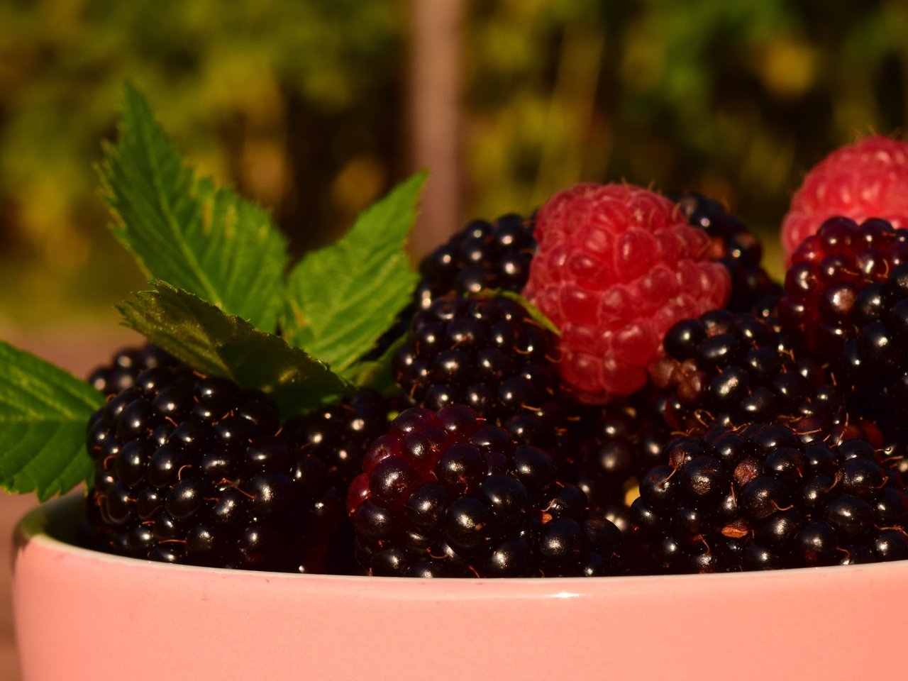 Обои листья, макро, малина, ягоды, чашка, ежевика, leaves, macro, raspberry, berries, cup, blackberry разрешение 6000x3375 Загрузить