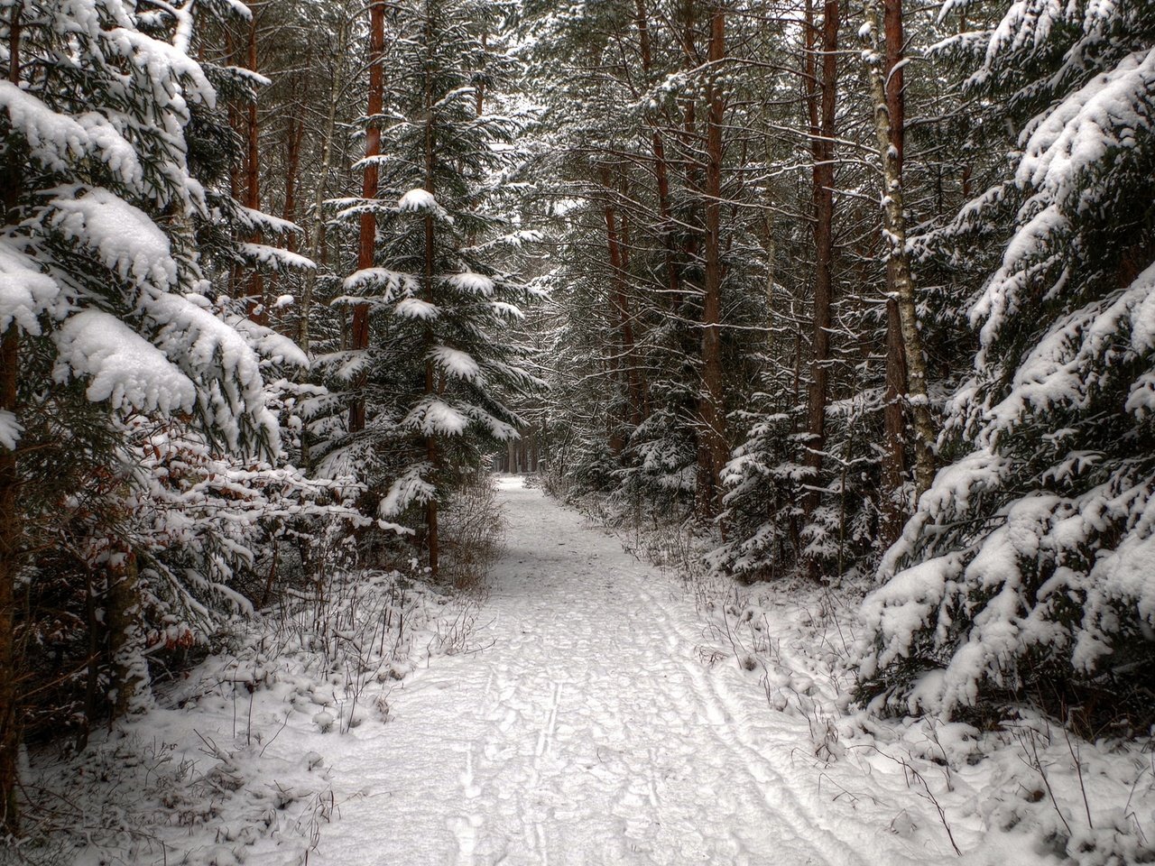 Обои деревья, снег, лес, зима, дорожка, ель, следы, хвойные, trees, snow, forest, winter, track, spruce, traces, coniferous разрешение 1920x1200 Загрузить