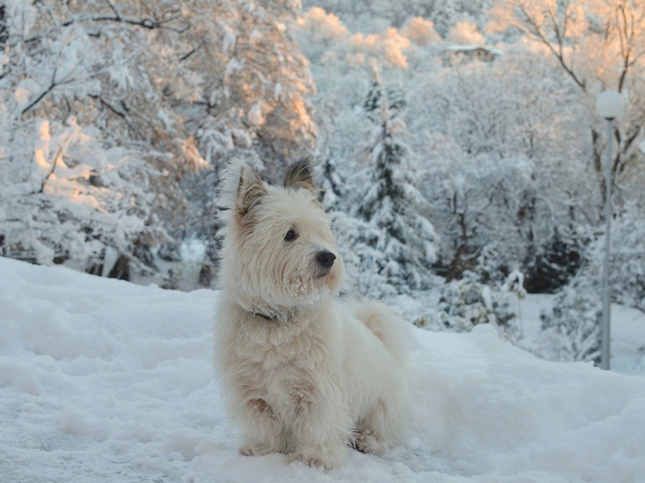 Обои снег, зима, собачка, вест-хайленд-уайт-терьер, snow, winter, dog, the west highland white terrier разрешение 2963x1837 Загрузить