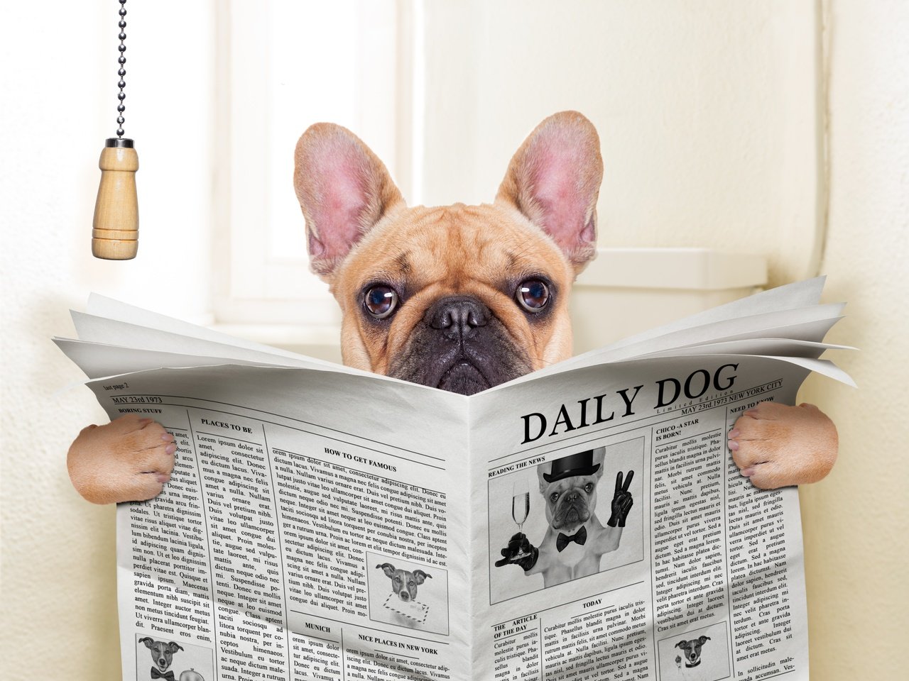 Обои собака, юмор, газета, пес, мопс, dog, humor, newspaper, pug разрешение 3840x2880 Загрузить