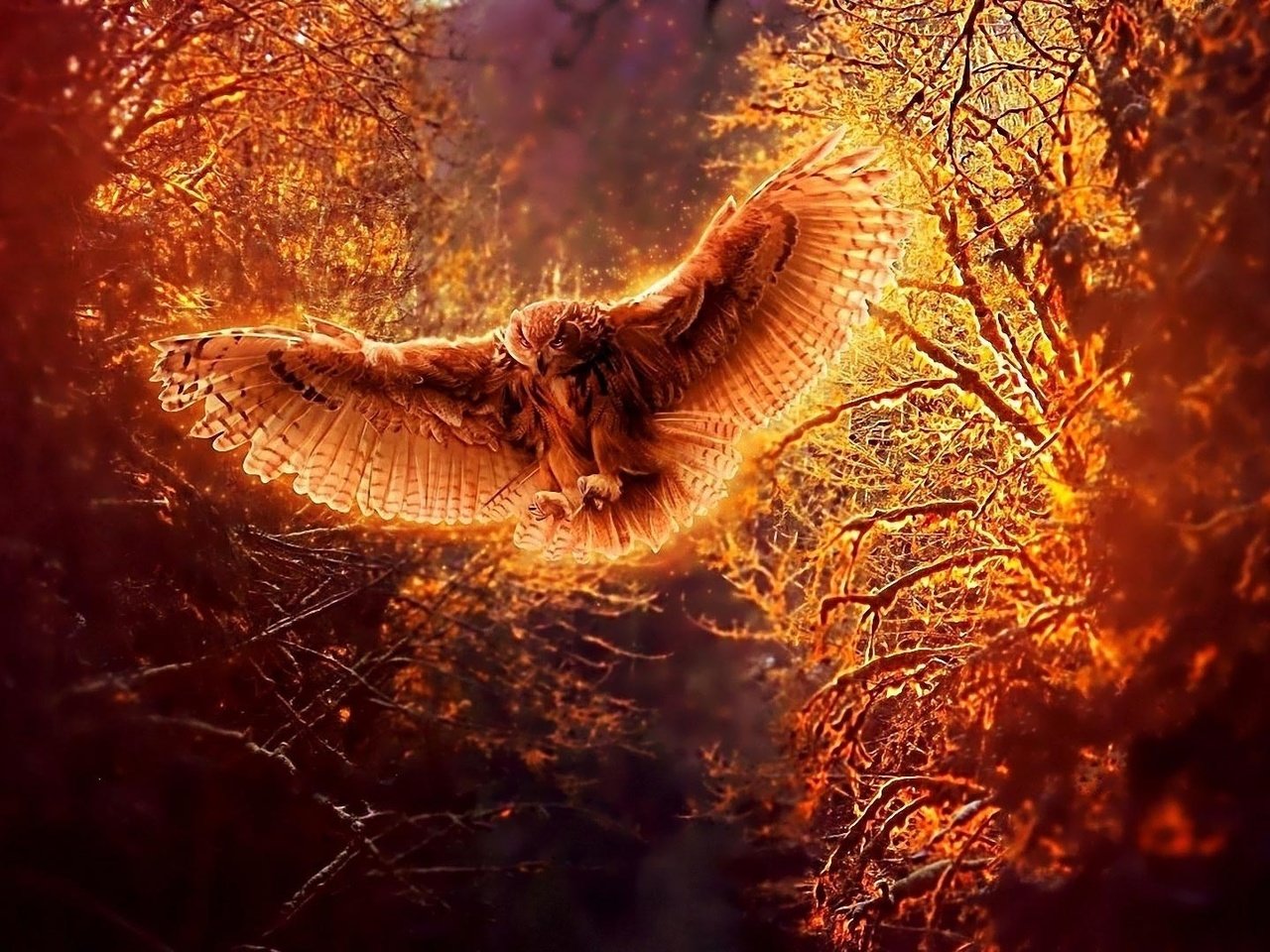 Обои свет, деревья, сова, креатив, огненная, light, trees, owl, creative, fire разрешение 1920x1080 Загрузить