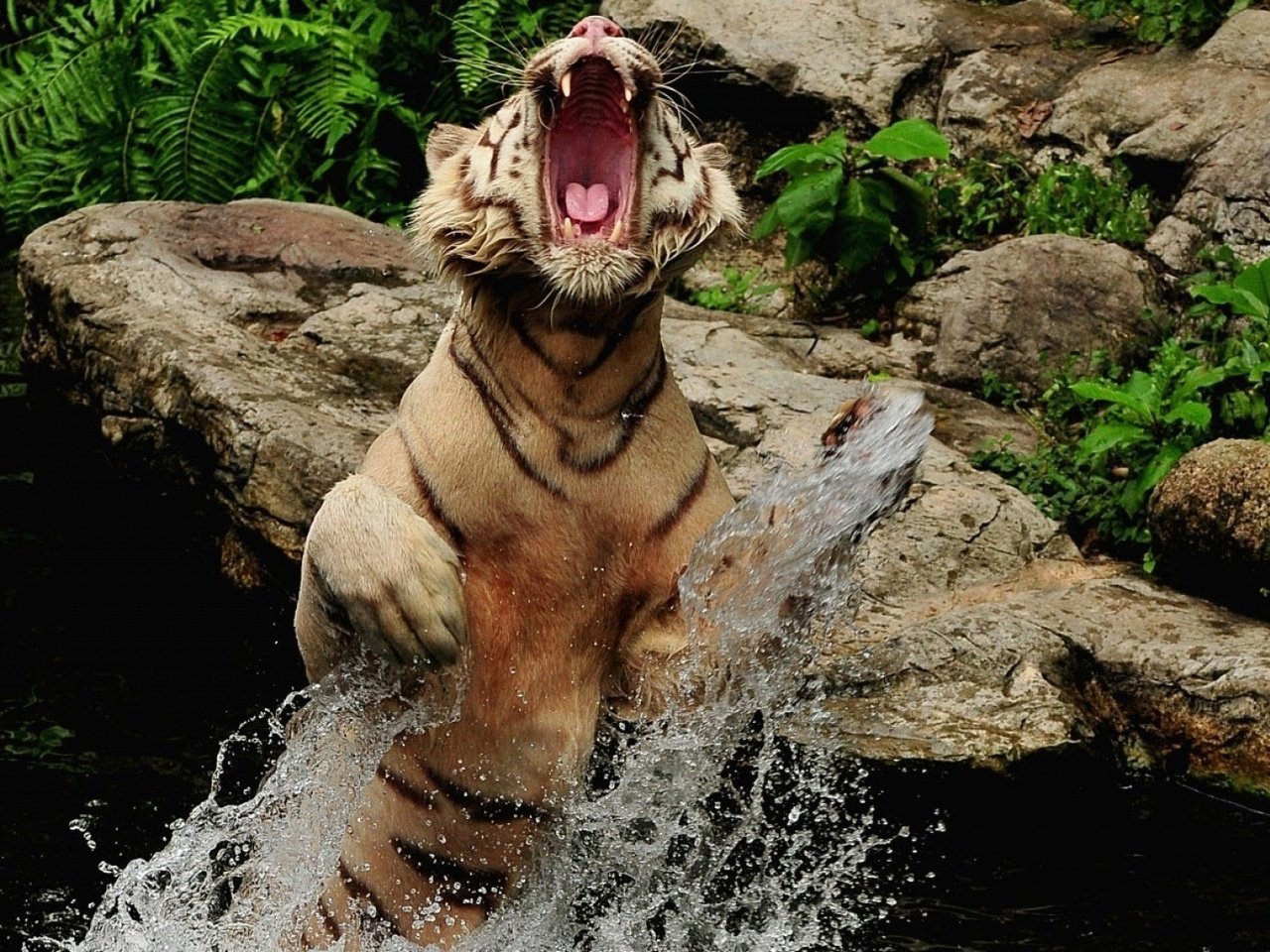 Обои тигр, вода, камни, брызги, прыжок, оскал, пасть, tiger, water, stones, squirt, jump, grin, mouth разрешение 1920x1080 Загрузить