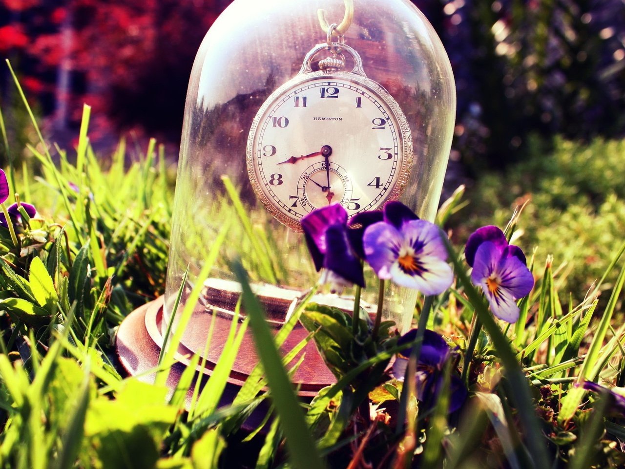 Обои цветы, трава, лето, часы, стекло, анютины глазки, flowers, grass, summer, watch, glass, pansy разрешение 2560x1600 Загрузить