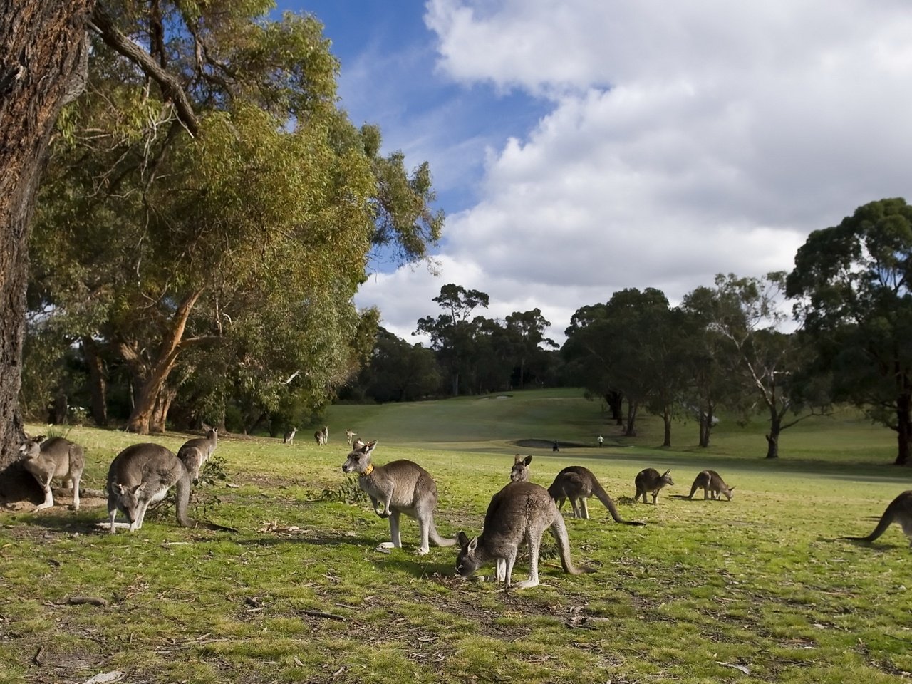 Обои небо, трава, облака, деревья, кенгуру, the sky, grass, clouds, trees, kangaroo разрешение 2560x1440 Загрузить