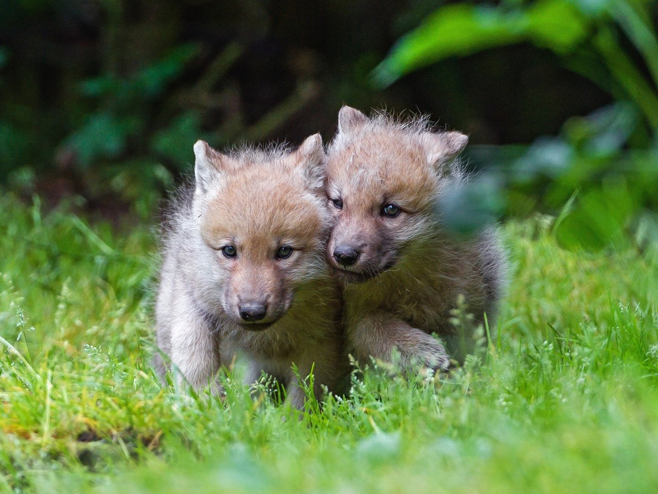 Обои трава, природа, волк, волчата, волчонок, grass, nature, wolf, the cubs, the cub разрешение 2880x1620 Загрузить