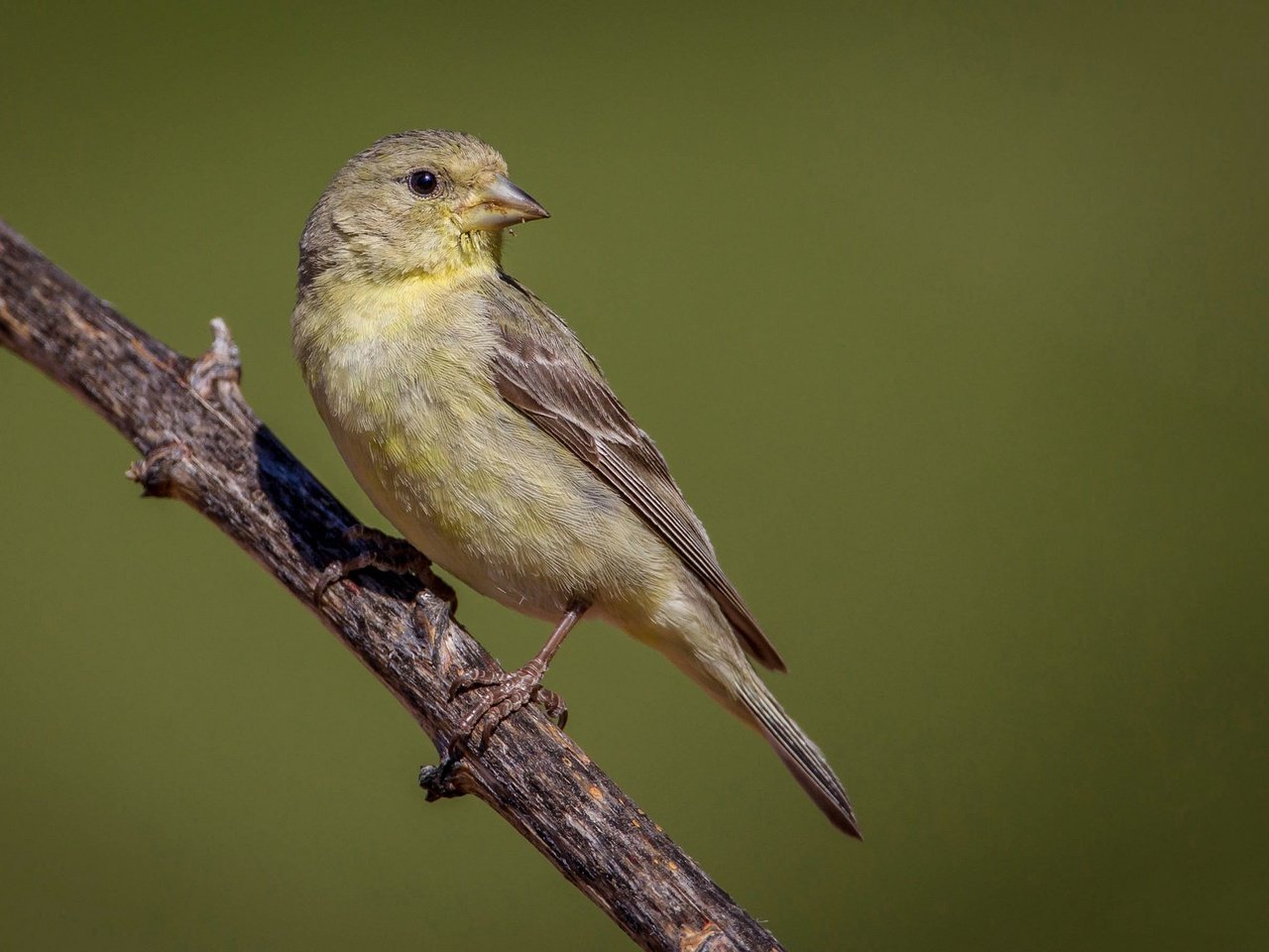 Обои ветка, птица, клюв, перья, хвост, щегол, branch, bird, beak, feathers, tail, goldfinch разрешение 2048x1152 Загрузить