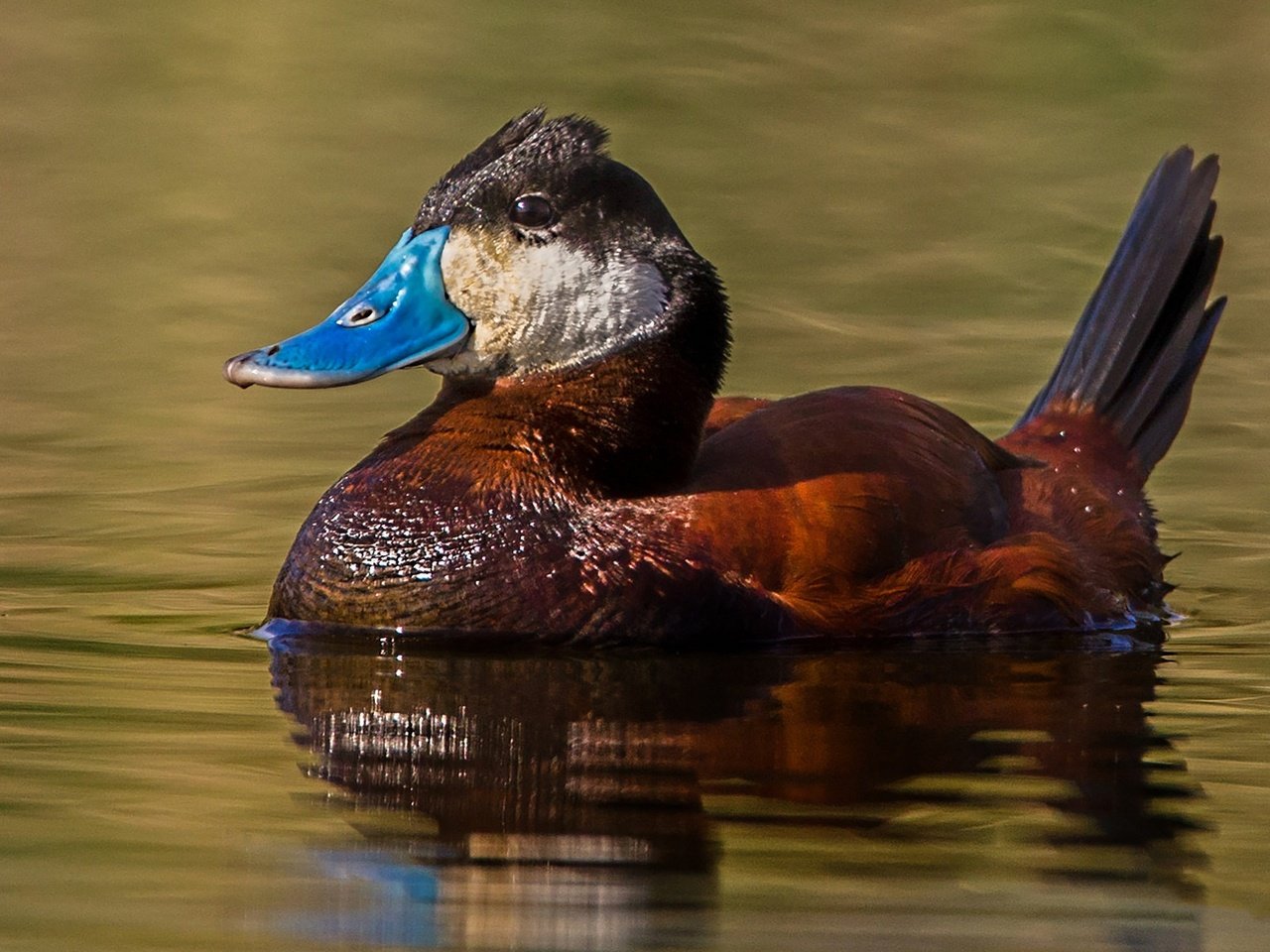 Обои вода, птица, клюв, перья, утка, американская савка, water, bird, beak, feathers, duck, the american white-headed duck разрешение 2048x1152 Загрузить