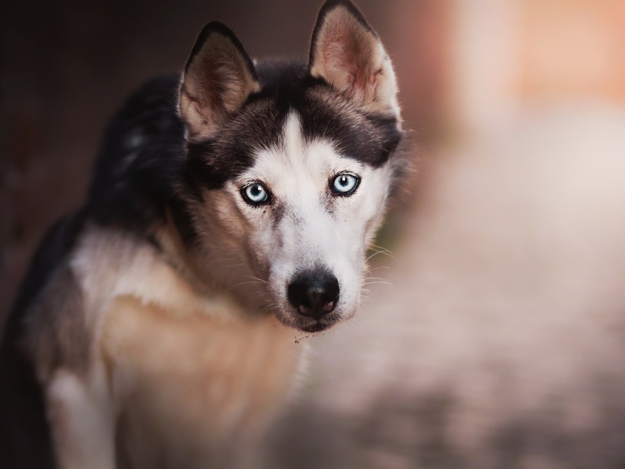 Обои взгляд, собака, хаски, сибирский хаски, look, dog, husky, siberian husky разрешение 2048x1240 Загрузить