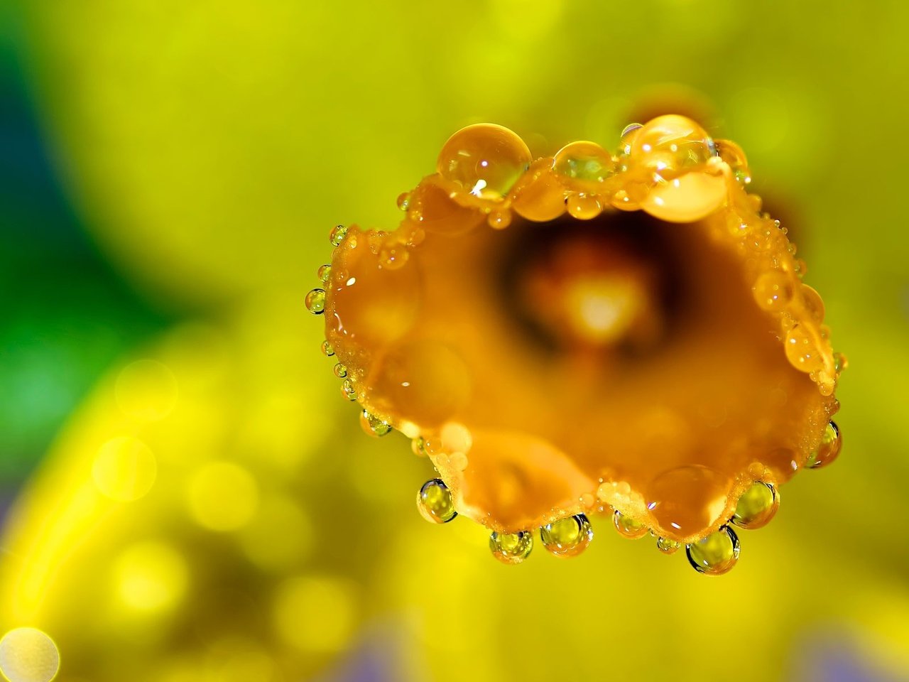 Обои желтый, макро, цветок, роса, капли, нарцисс, yellow, macro, flower, rosa, drops, narcissus разрешение 1920x1200 Загрузить