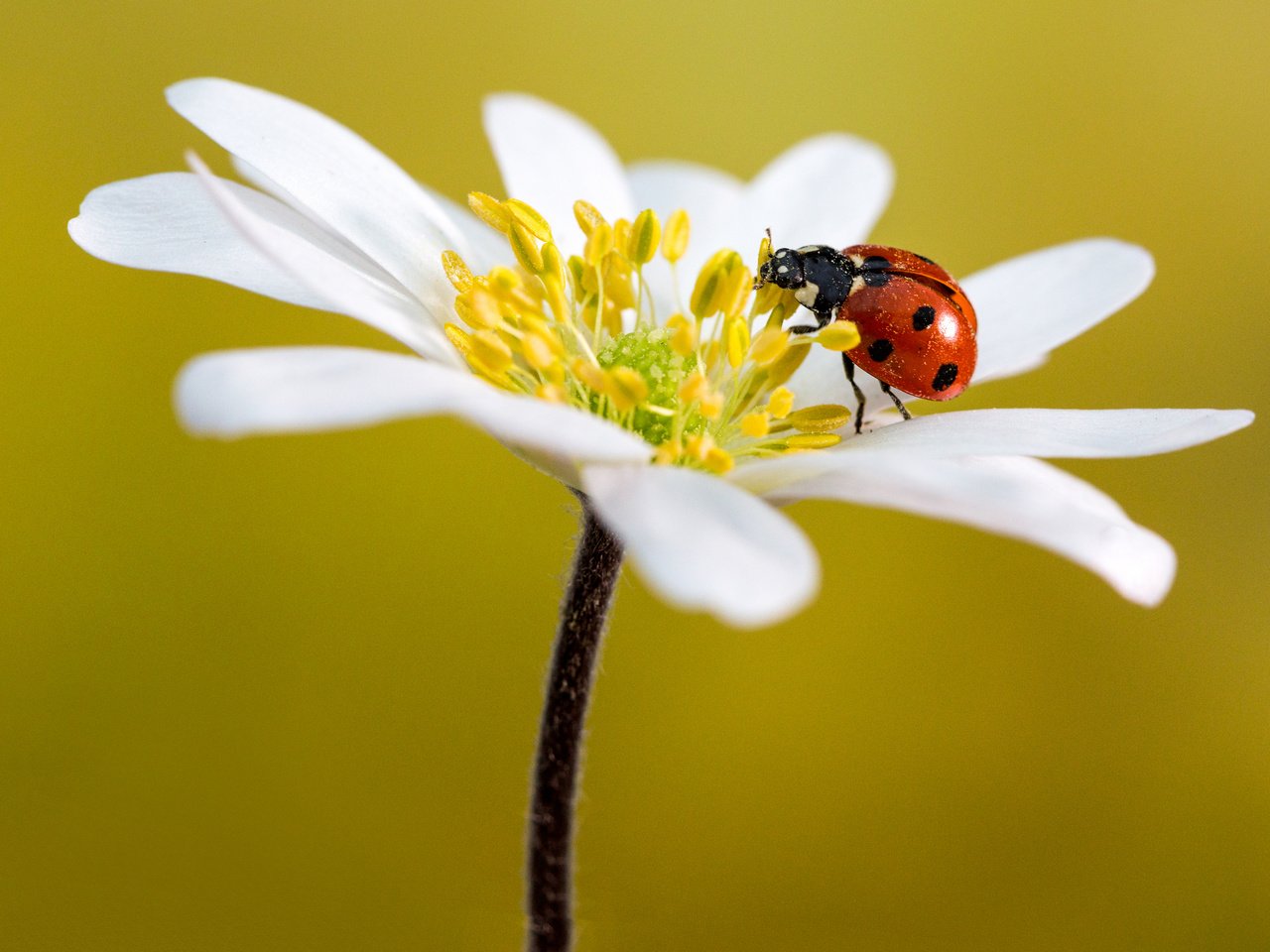 Обои макро, насекомое, цветок, лепестки, божья коровка, анемон, macro, insect, flower, petals, ladybug, anemone разрешение 2880x1920 Загрузить