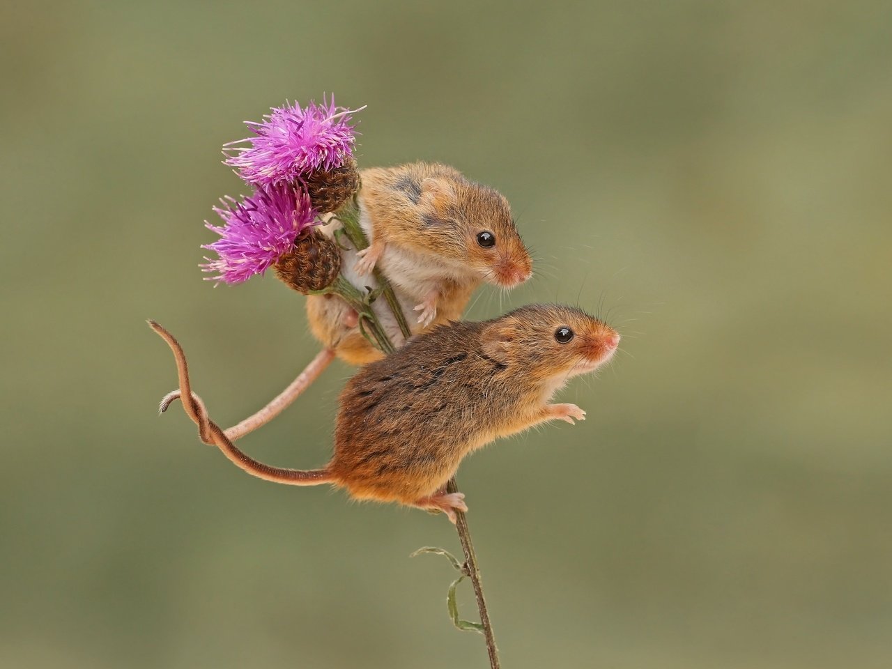 Обои фон, парочка, грызун, мышки, harvest mouse, мышь-малютка, бодяк, background, a couple, rodent, mouse, the mouse is tiny, thistle разрешение 2048x1558 Загрузить