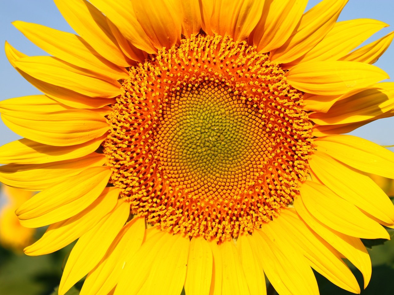 Обои желтый, цветок, лепестки, подсолнух, яркий, yellow, flower, petals, sunflower, bright разрешение 4272x2848 Загрузить