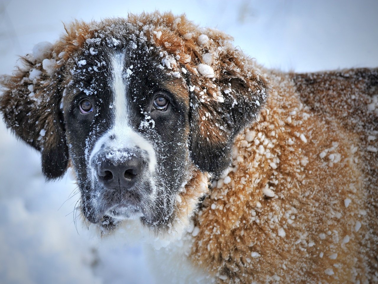 Обои морда, снег, зима, взгляд, собака, сенбернар, face, snow, winter, look, dog, st. bernard разрешение 3336x2222 Загрузить