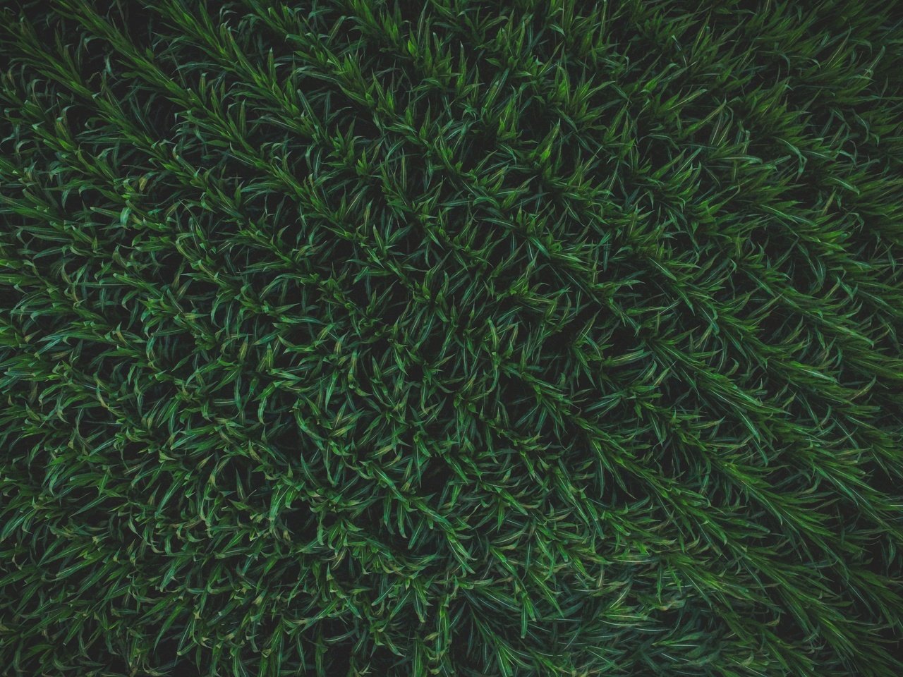 Обои трава, текстура, зелёный, растение, шаблон, grass, texture, green, plant, template разрешение 4000x3000 Загрузить