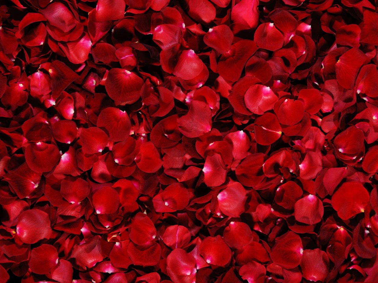 Обои фон, розы, лепестки, красные, background, roses, petals, red разрешение 5075x3172 Загрузить