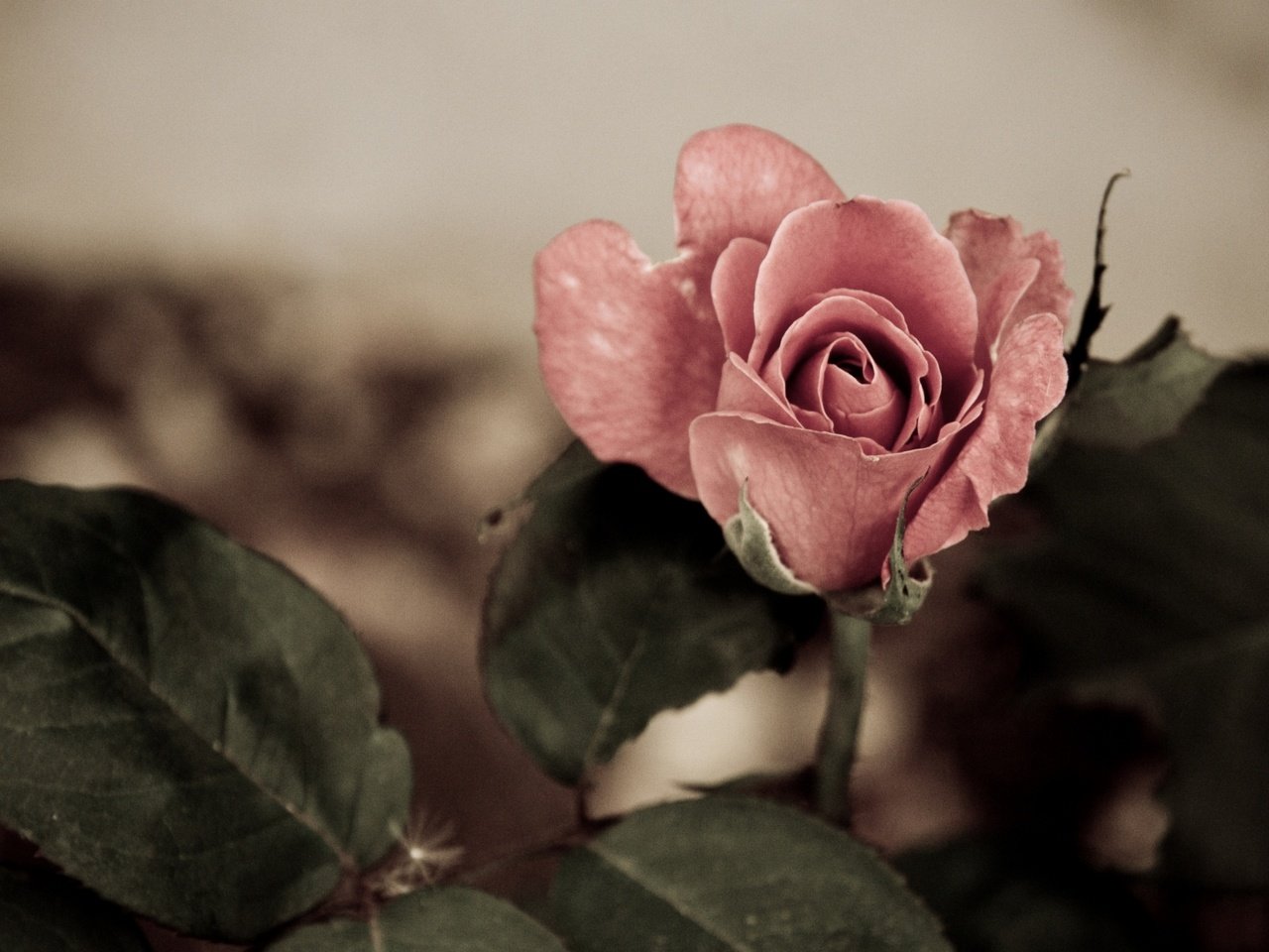 Обои цветок, роза, бутон, flower, rose, bud разрешение 2048x1152 Загрузить