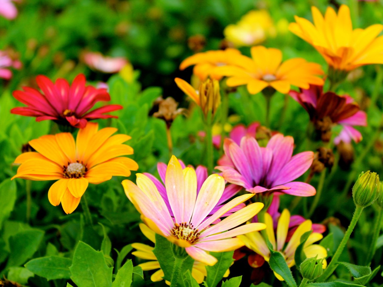 Обои цветы, листья, лепестки, герберы, flowers, leaves, petals, gerbera разрешение 5184x3456 Загрузить