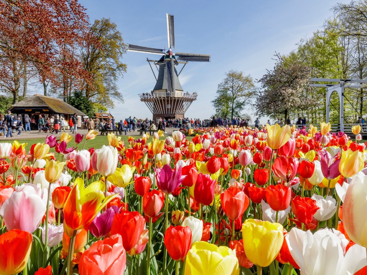 Обои цветы, нидерланды, деревья, народ, keukenhof, солнце, парк, люди, разноцветные, мельница, тюльпаны, flowers, netherlands, trees, the sun, park, people, colorful, mill, tulips разрешение 3500x2333 Загрузить