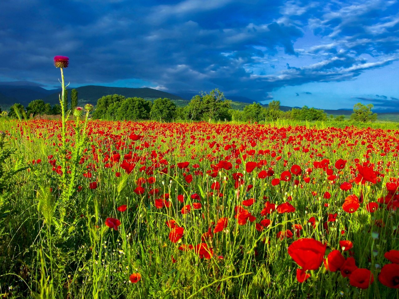 Обои небо, цветы, облака, поле, лето, маки, чертополох, маковое поле, the sky, flowers, clouds, field, summer, maki, thistle, poppy field разрешение 2560x1707 Загрузить