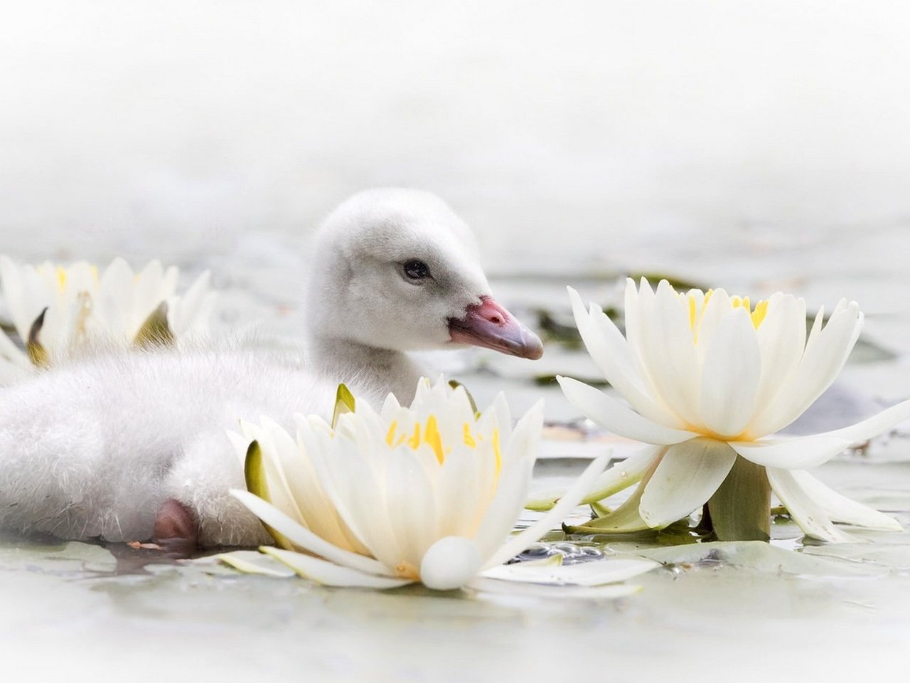 Обои цветы, вода, птенец, птица, клюв, лилии, лебедь, кувшинки, flowers, water, chick, bird, beak, lily, swan, water lilies разрешение 1920x1105 Загрузить