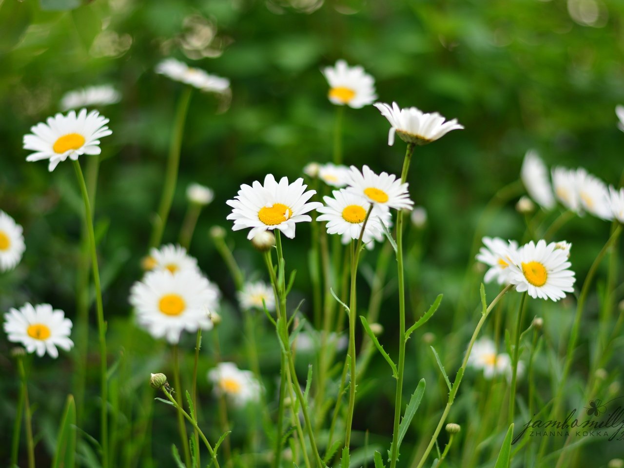 Обои цветы, поле, лето, лепестки, ромашки, белые, flowers, field, summer, petals, chamomile, white разрешение 4496x3000 Загрузить