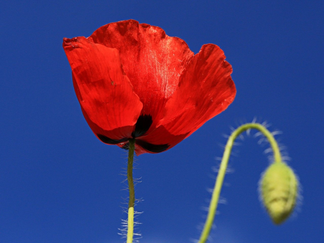 Обои небо, макро, цветок, лепестки, мак, the sky, macro, flower, petals, mac разрешение 2850x1687 Загрузить