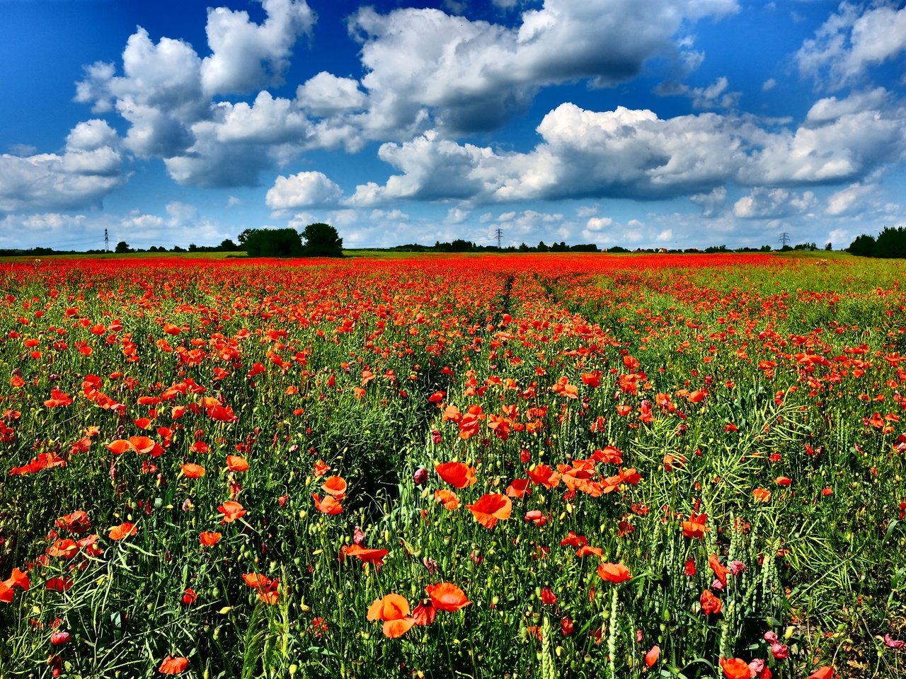 Обои небо, цветы, облака, поле, горизонт, красные, маки, the sky, flowers, clouds, field, horizon, red, maki разрешение 3600x2400 Загрузить