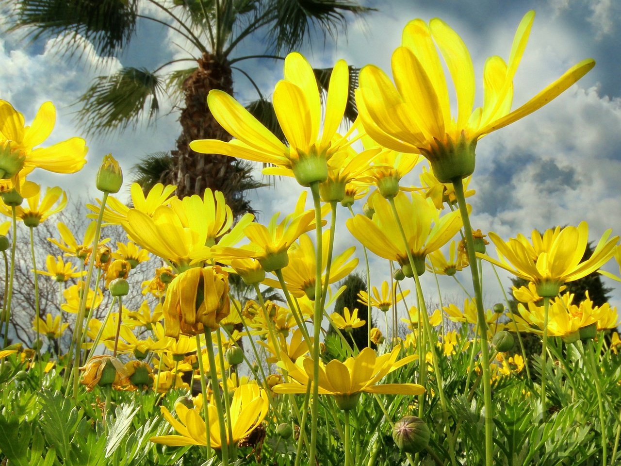 Обои небо, облака, природа, лепестки, луг, космея, желтые цветы, the sky, clouds, nature, petals, meadow, kosmeya, yellow flowers разрешение 3946x1860 Загрузить