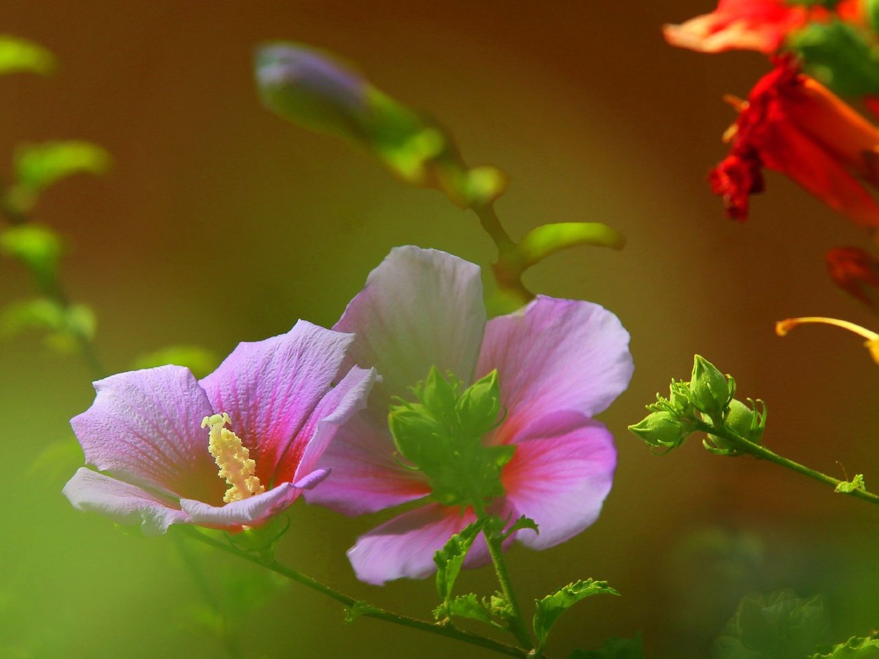 Обои цветы, поле, лепестки, луг, растение, стебель, мальва, flowers, field, petals, meadow, plant, stem, mallow разрешение 2316x1438 Загрузить