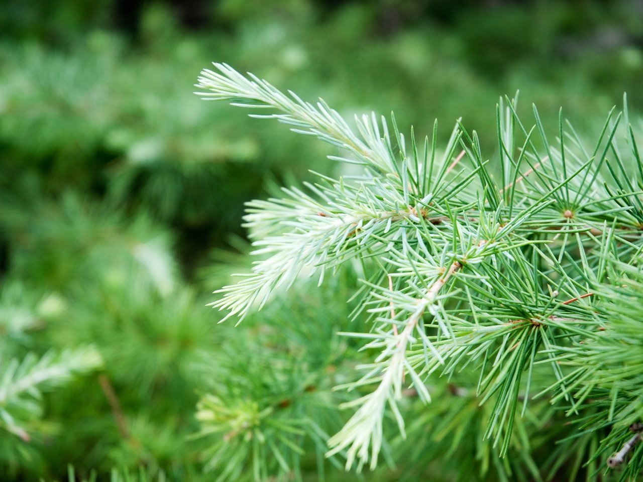 Обои природа, дерево, хвоя, ветки, размытость, ель, иголки, nature, tree, needles, branches, blur, spruce разрешение 3872x2592 Загрузить