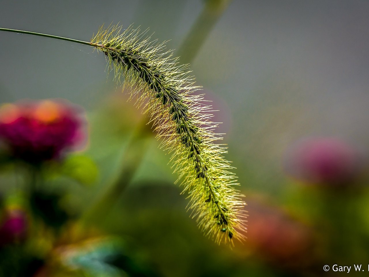 Обои природа, макро, колосок, боке, травинка, nature, macro, spike, bokeh, a blade of grass разрешение 2048x1323 Загрузить