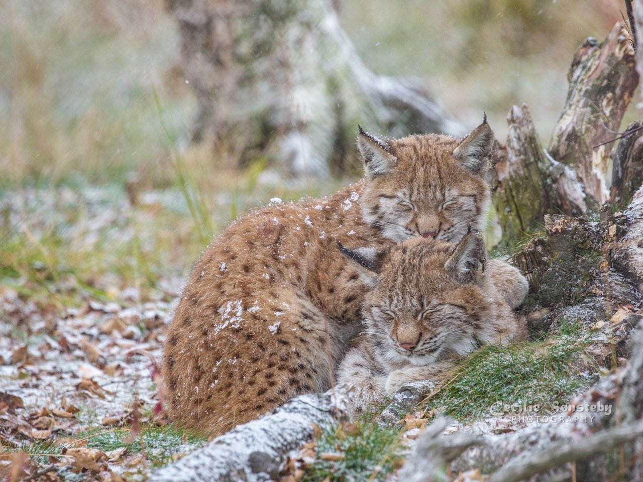 Обои природа, рысь, сон, рыси, nature, lynx, sleep разрешение 2048x1365 Загрузить