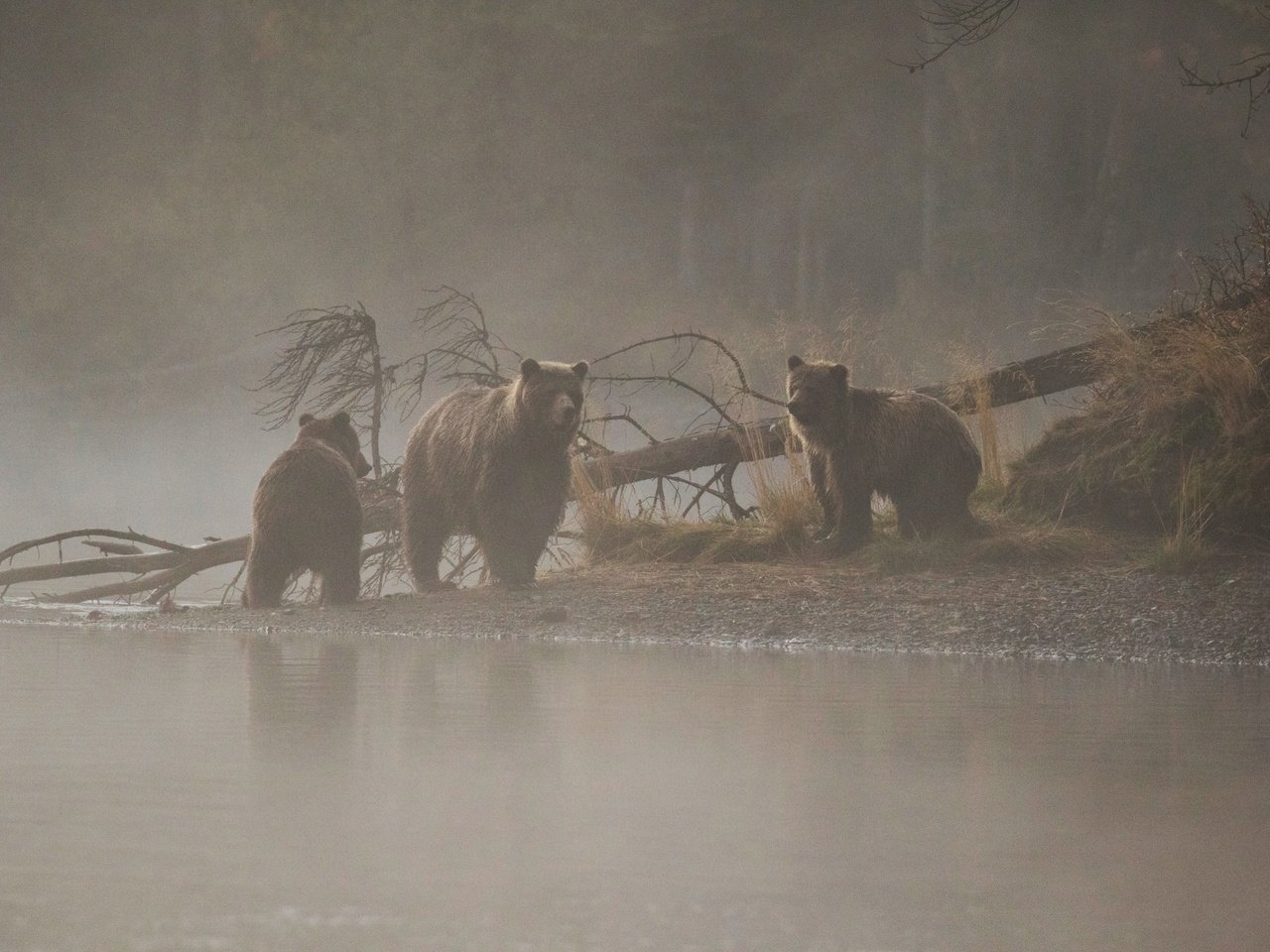 Обои река, дерево, утро, медведи, медведица, медвежата, river, tree, morning, bears, bear разрешение 2560x1707 Загрузить