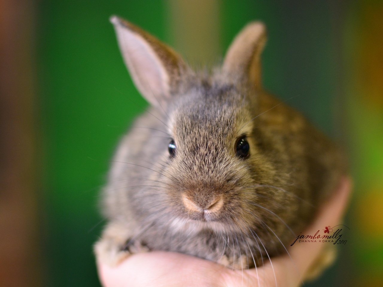 Обои рука, макро, серый, кролик, детеныш, hand, macro, grey, rabbit, cub разрешение 4496x3000 Загрузить