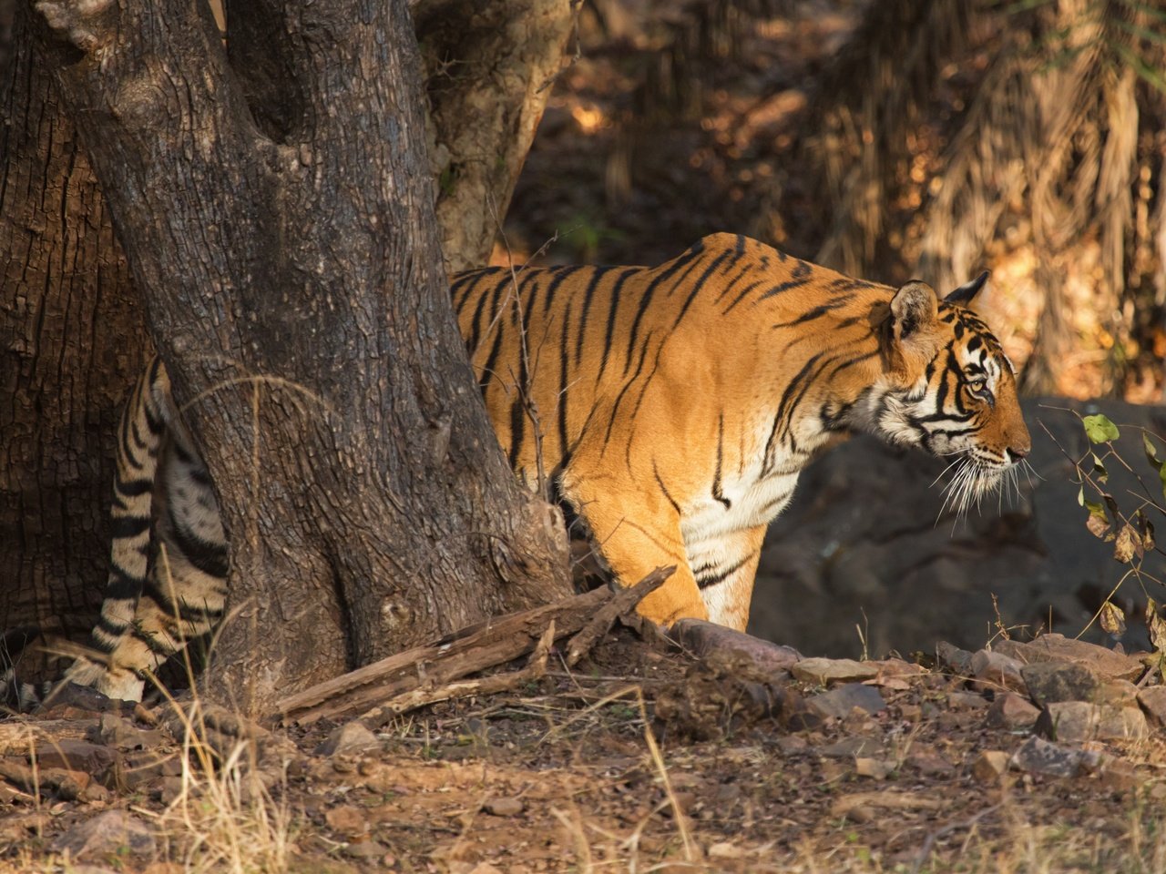 Обои тигр, дерево, хищник, профиль, дикая кошка, tiger, tree, predator, profile, wild cat разрешение 4200x2800 Загрузить