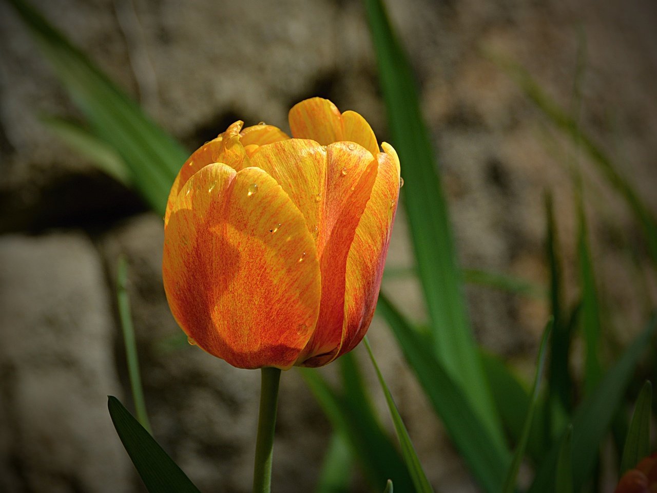 Обои цветок, капли, лепестки, весна, тюльпан, flower, drops, petals, spring, tulip разрешение 4884x3185 Загрузить