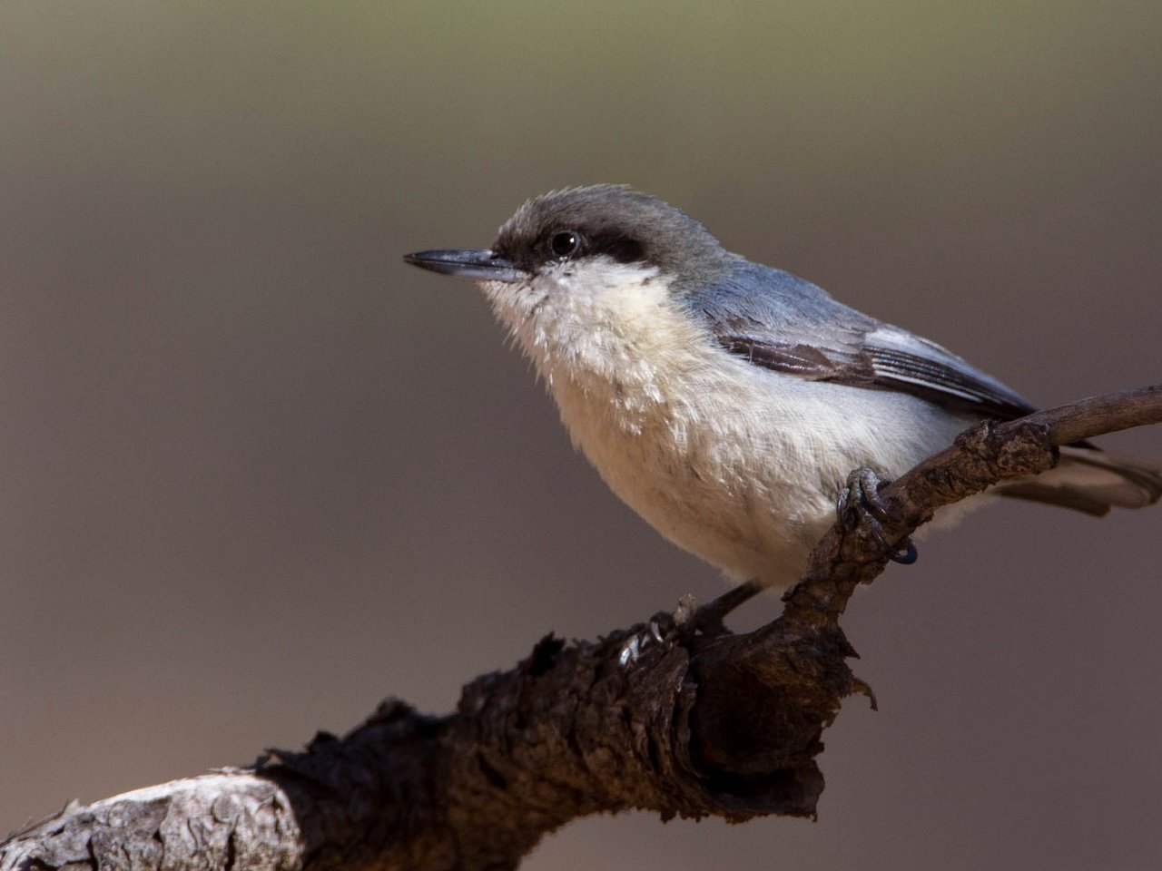 Обои ветка, птица, клюв, поползень, поползень-крошка, branch, bird, beak, nuthatch, nuthatch-baby разрешение 2048x1152 Загрузить