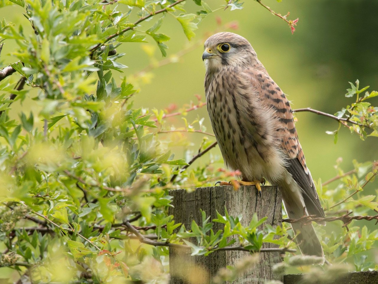 Обои ветки, птица, сокол, пустельга, branches, bird, falcon, kestrel разрешение 2048x1516 Загрузить