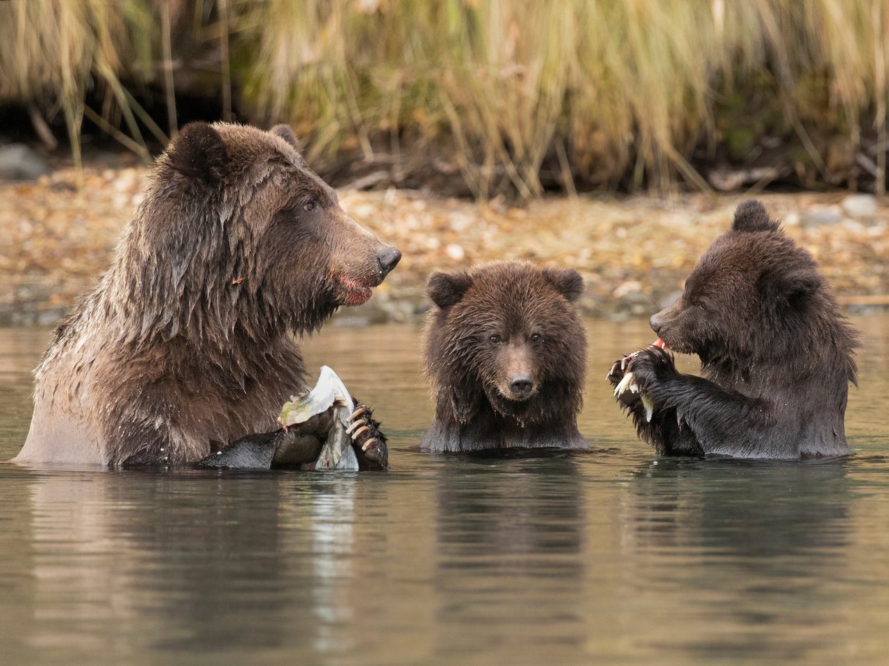 Обои вода, река, рыбалка, медведи, обед, медведица, медвежата, water, river, fishing, bears, lunch, bear разрешение 4000x2656 Загрузить