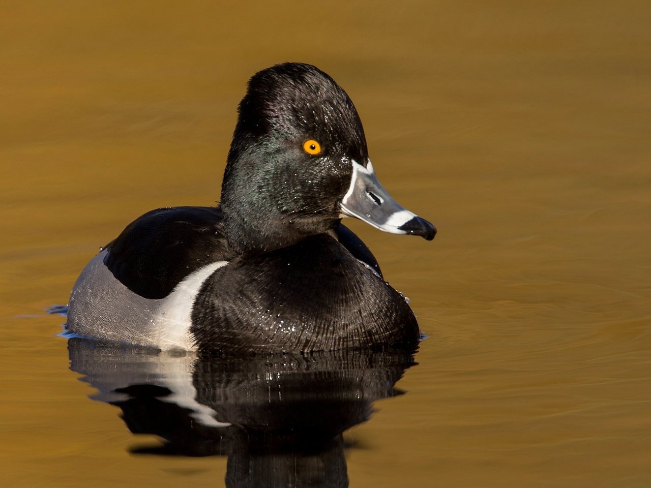 Обои водоем, птица, клюв, утка, ошейниковая чернеть, pond, bird, beak, duck, tufted duck collared разрешение 2048x1152 Загрузить