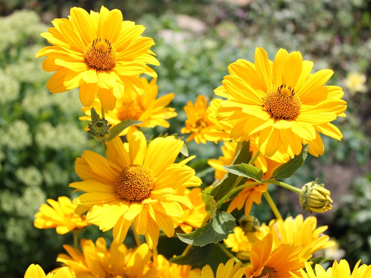 Обои цветы, лепестки, боке, желтые цветы, гелиопсис, flowers, petals, bokeh, yellow flowers, heliopsis разрешение 4272x2848 Загрузить