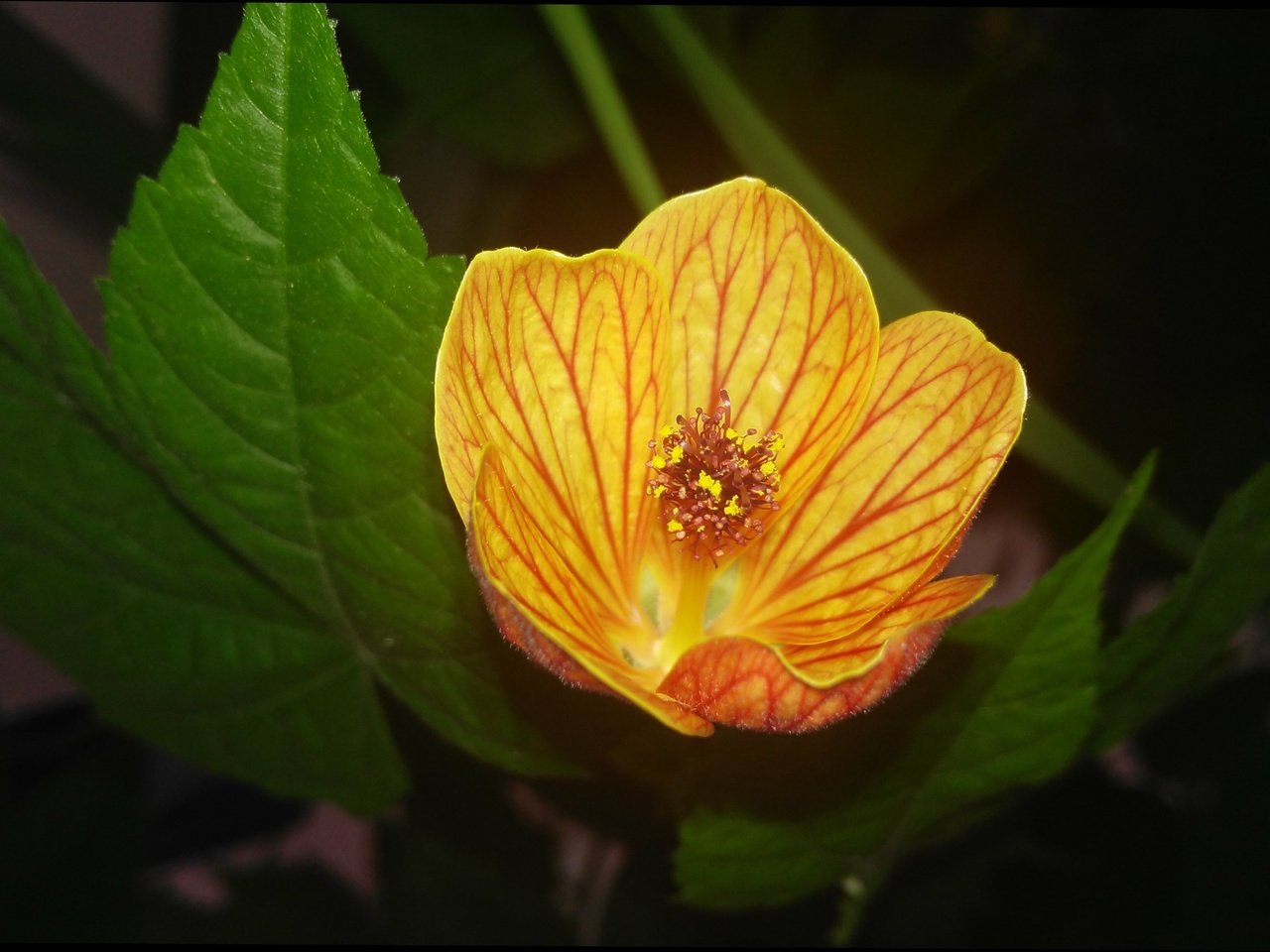 Обои листья, цветок, лепестки, абутилон, комнатный клен, leaves, flower, petals, abutilon, maple room разрешение 4110x2329 Загрузить