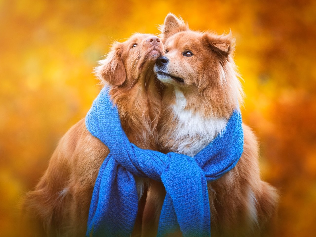 Обои фон, осень, щенки, порода, собаки, шарф, золотистый ретривер, background, autumn, puppies, breed, dogs, scarf, golden retriever разрешение 1920x1200 Загрузить