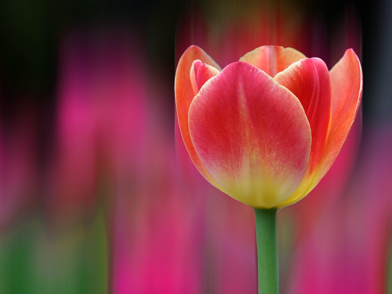Обои цветок, лепестки, размытость, бутон, весна, тюльпан, flower, petals, blur, bud, spring, tulip разрешение 4288x2848 Загрузить