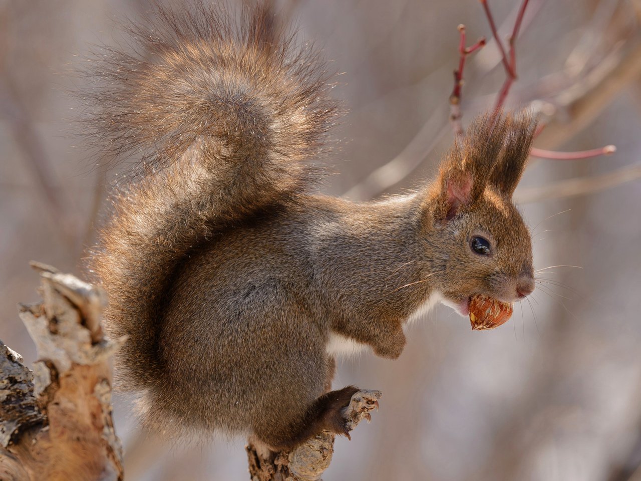 Обои япония, хвост, орех, хоккайдо, белочка, грызун, japan, tail, walnut, hokkaido, squirrel, rodent разрешение 1920x1200 Загрузить