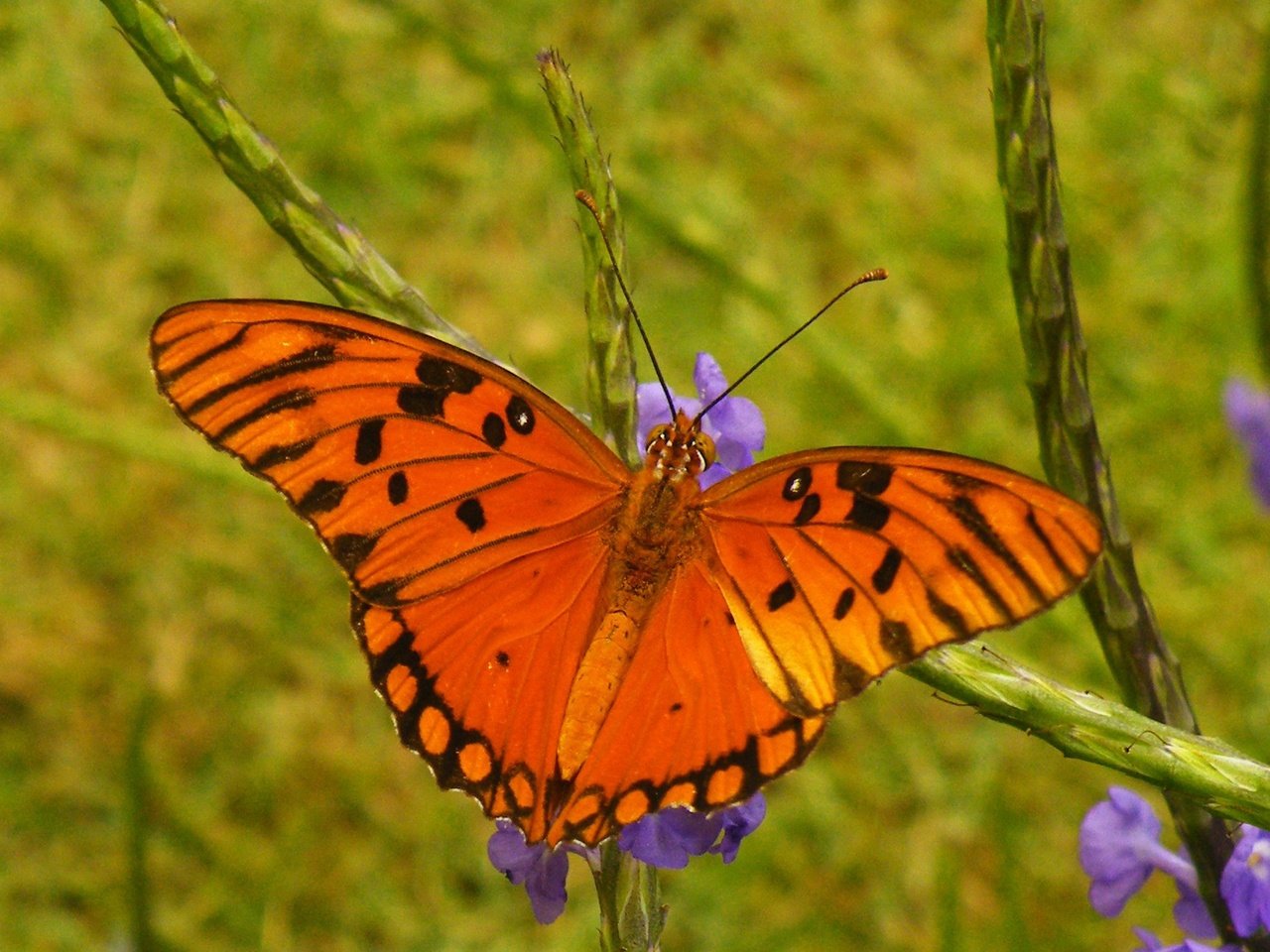 Обои цветы, насекомое, бабочка, крылья, размытость, flowers, insect, butterfly, wings, blur разрешение 2048x1301 Загрузить