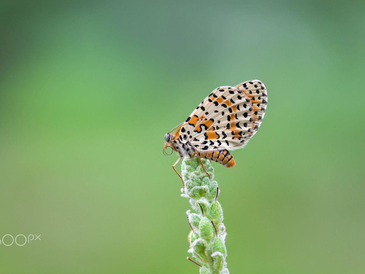 Обои насекомое, бабочка, крылья, растение, шашечница, j.g. domínguez, insect, butterfly, wings, plant, the metalmark разрешение 2000x1333 Загрузить