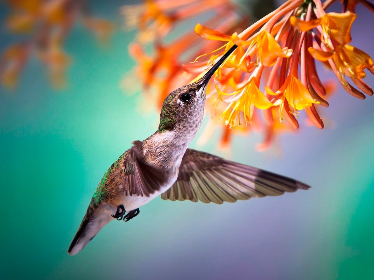 Обои цветы, макро, полет, птица, клюв, колибри, боке, flowers, macro, flight, bird, beak, hummingbird, bokeh разрешение 2000x1332 Загрузить